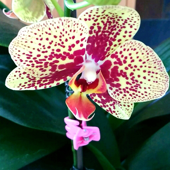 Meet your Posher, Maggie - Picture 1 of 1